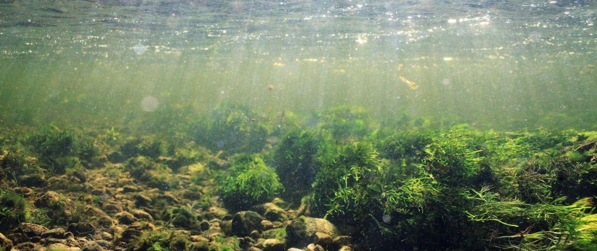 Underneath the surface of a river with a view of rockery and plants with light shining through the surface.